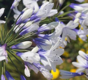 Agapanthus Twister, bicolored trumpet-shaped flowers of pure white and dark blue