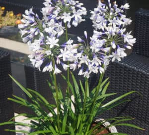 Agapanthus Twister, bicolored trumpet-shaped flowers of pure white and dark blue in basket weave planter
