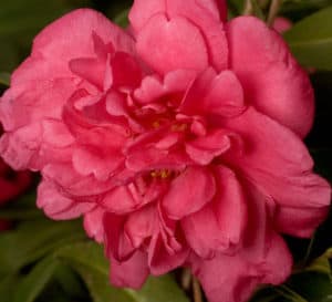 Close-up on formal double pink-red bloom of Alabama Beauty Camellia