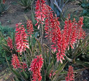 Red ombre blooms of Safari Rose Aloe in garden bed