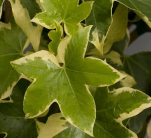 Angyo Star, giant green ivy like leaves