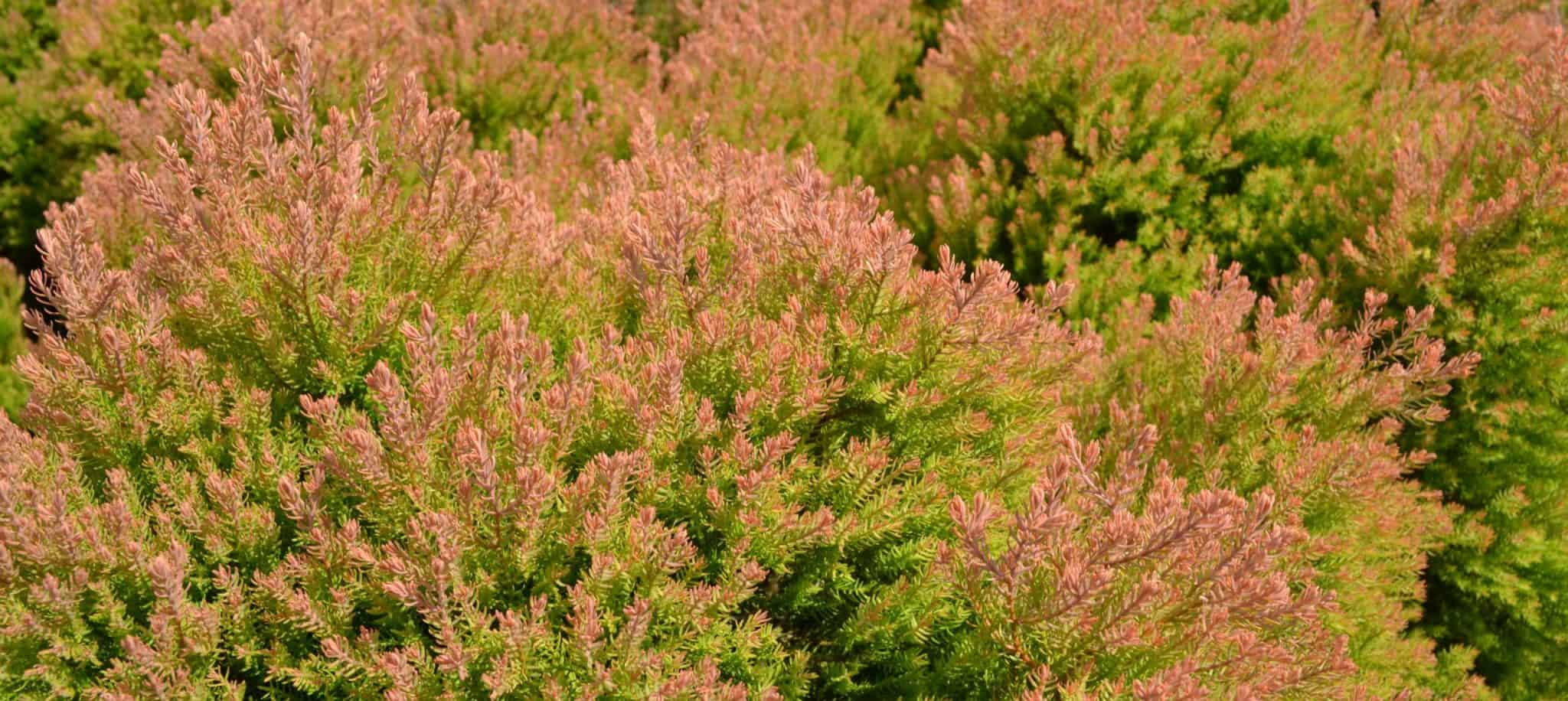 10 Plants for PoorlyDrained Soils