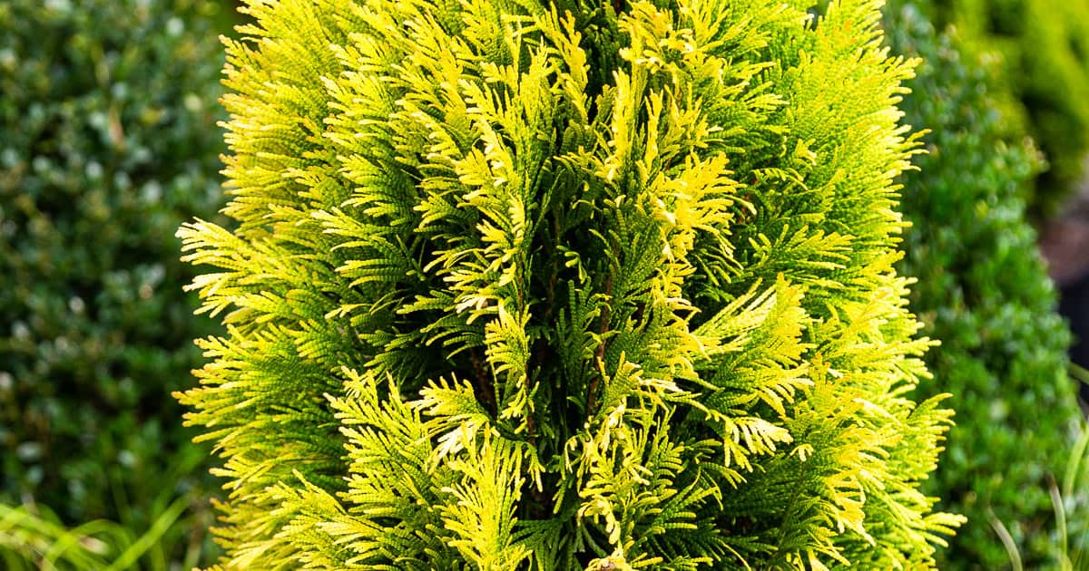An upright, pyramidal conifer with bright golden foliage. Adds year-round evergreen accent to waterwise