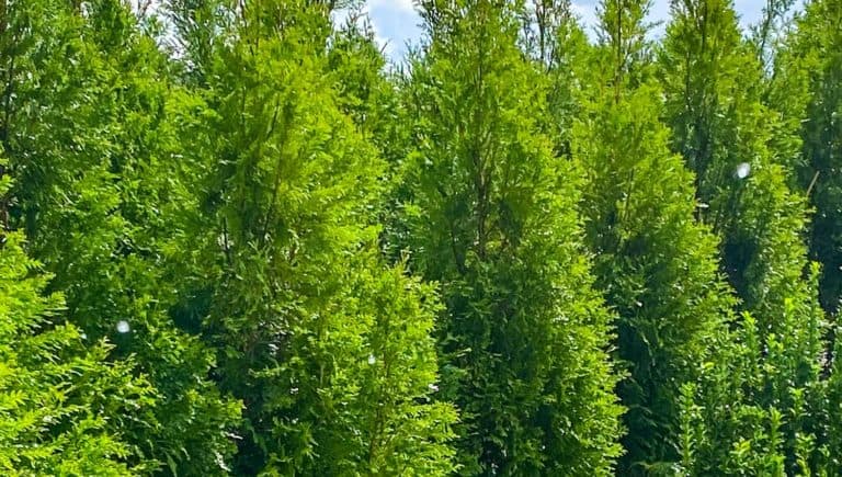 A dozen bright green pyramidal Green Valley Arborvitaes growing in Southern Living pots on a nursery