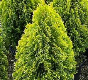 Strong yellow foliage develops to gold in the sun and heat. Tight pyramidal habit is suitable for containers, mixed borders, hedges or mass plantings