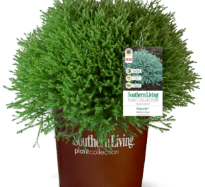 Pancake Arborvitae in Southern Living Plant Collection brown container
