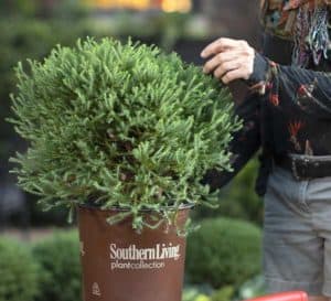 Linda Vater prepares to create a topiary from Pancake Arborvitae as it sits on a stool, in its brown Southern Living plastic pot with a pair of red shears in the foreground