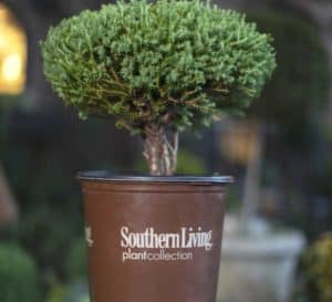 A 12 in. Pancake Arborvitae pruned to a topiary shape sits in a brown plastic Southern Living container