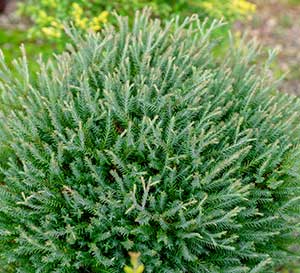 An up close look at the fine textured blue green foliage of Pancake Arborvitae