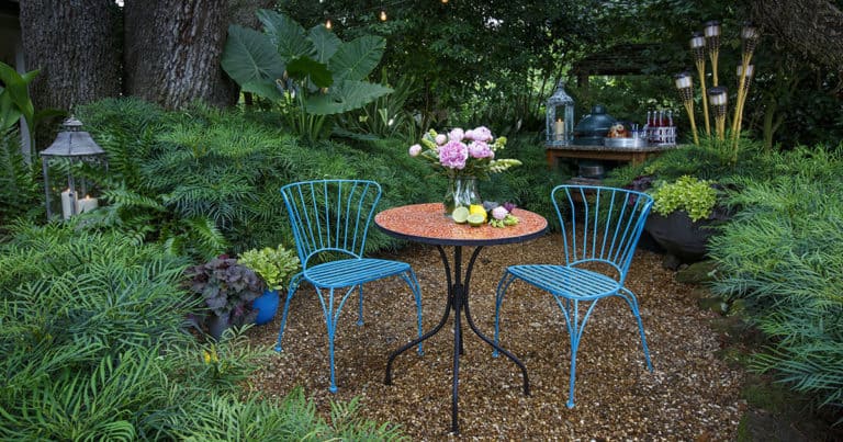 2 blue metal scroll chairs with matching table in a garden of Soft Caress Mahonia