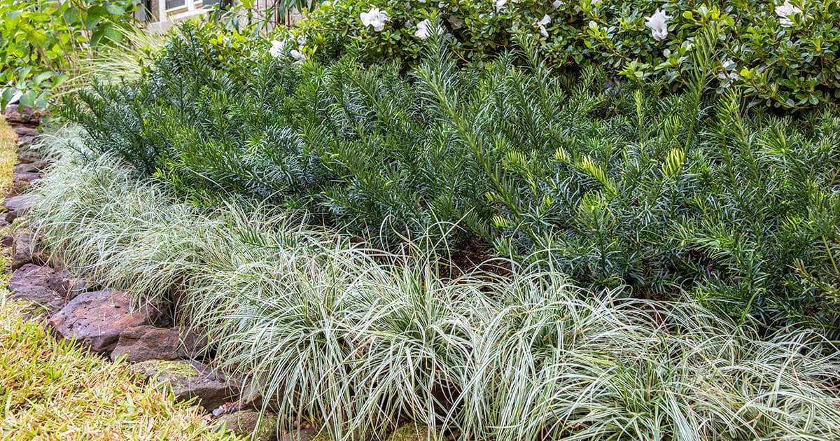 Garden border of Yewtopia and Everest Carex