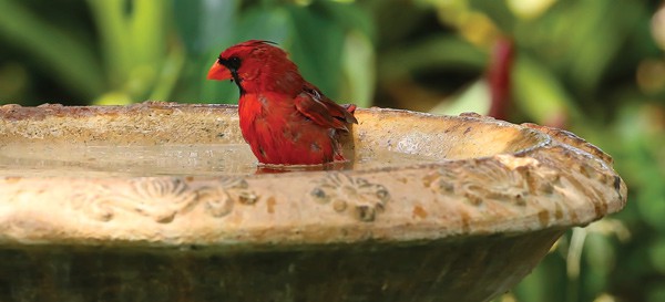 Red bird sitting in bird bath