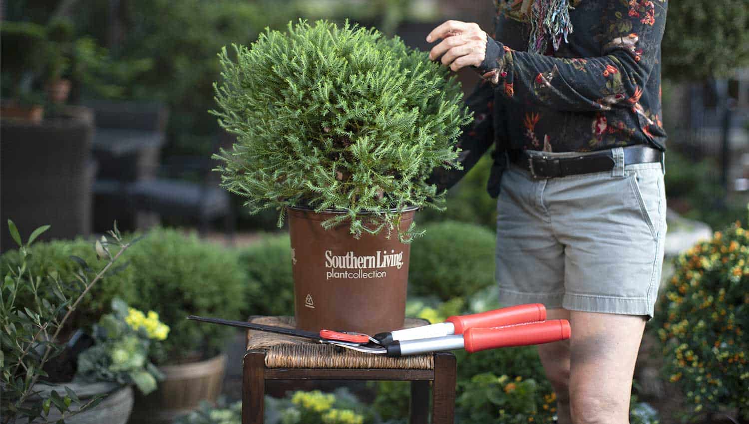 Linda Vater prepares to create a topiary from Pancake Arborvitae as it sits on a stool, in its brown Southern Living plastic pot with a pair of red shears in the foreground