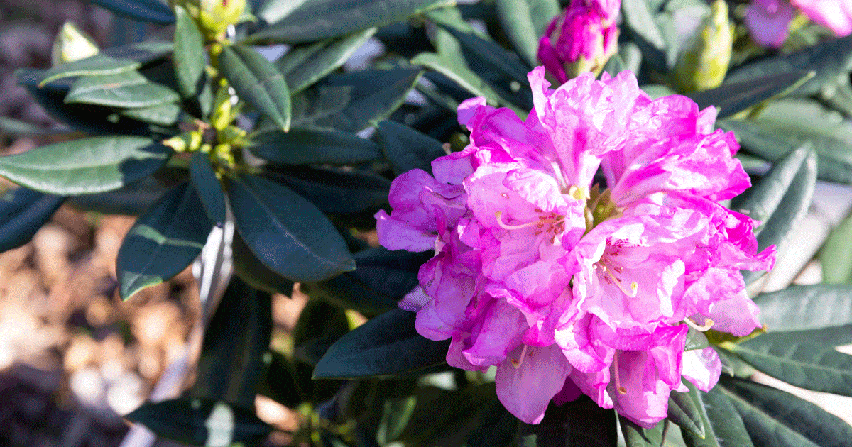 Growing Rhododendrons in the South