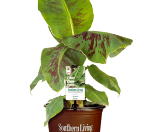 Poquito Banana In Southern Living Plant Collection brown pot