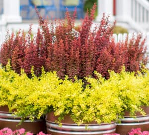 Red and yellow foliage of Orange Rocket Barberry and Sunshine Ligustrum are harmonious in a copper painted planter