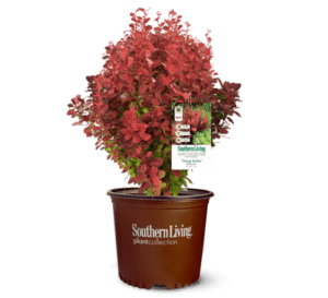 2 gallon Orange Rocket Barberry in brown plastic Southern Living Plant Collection pot