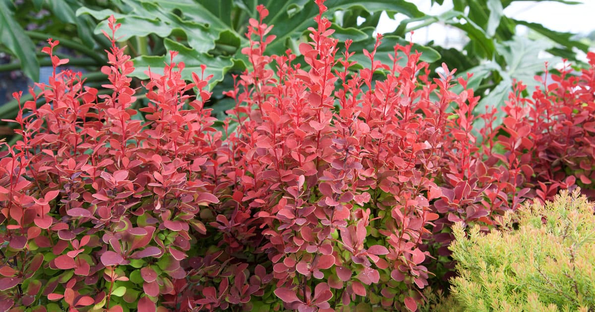 Graduated foliage of Orange Rocket Barberry is red on top and becomes green at the bottom