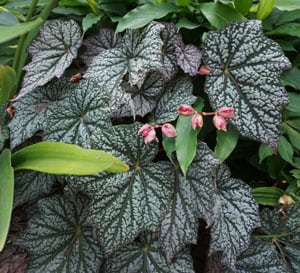 perennial with puckered, green leaves are frosted with silver and mint-green flecking; the salmon-pink flowers play nicely with pink highlighting on new leaves.