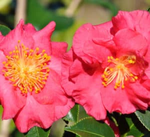 Close-up on informal double red blooms with yellow centers of Bella Rouge Camellia