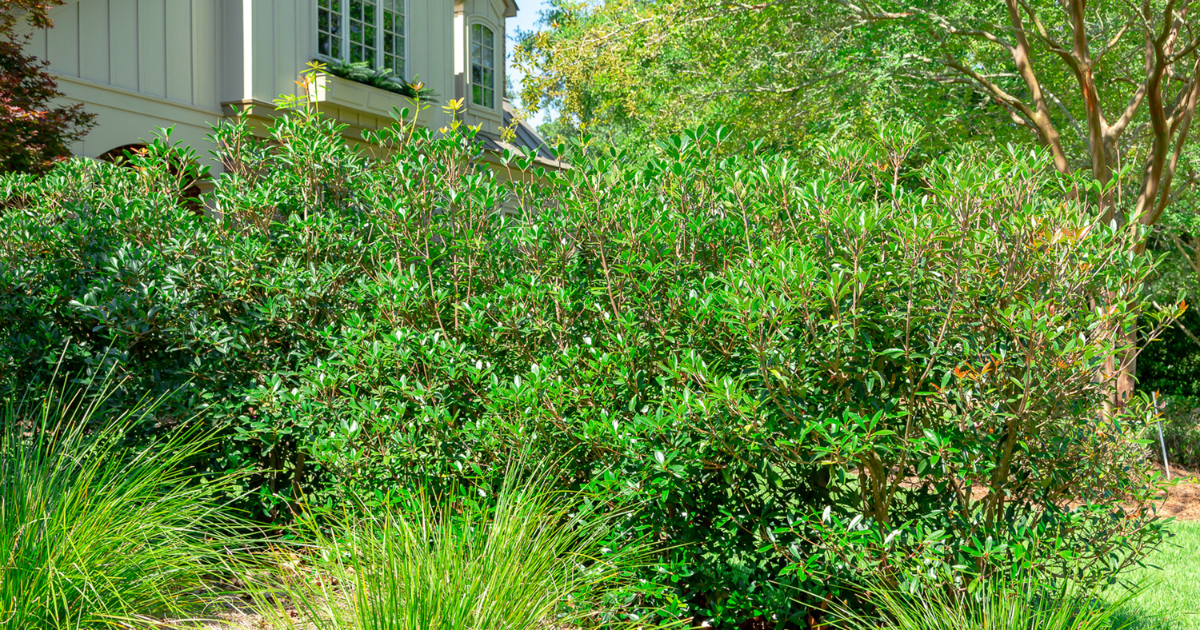 Bigfoot™ Cleyera evergreen shrubs forming a dense privacy hedge with glossy green foliage, enhancing structure and screening in a residential landscape