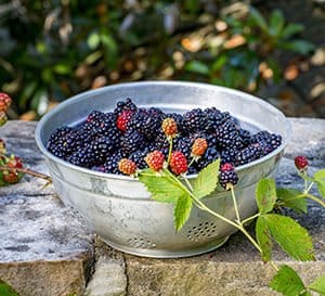 Blackberries in a silver colandar