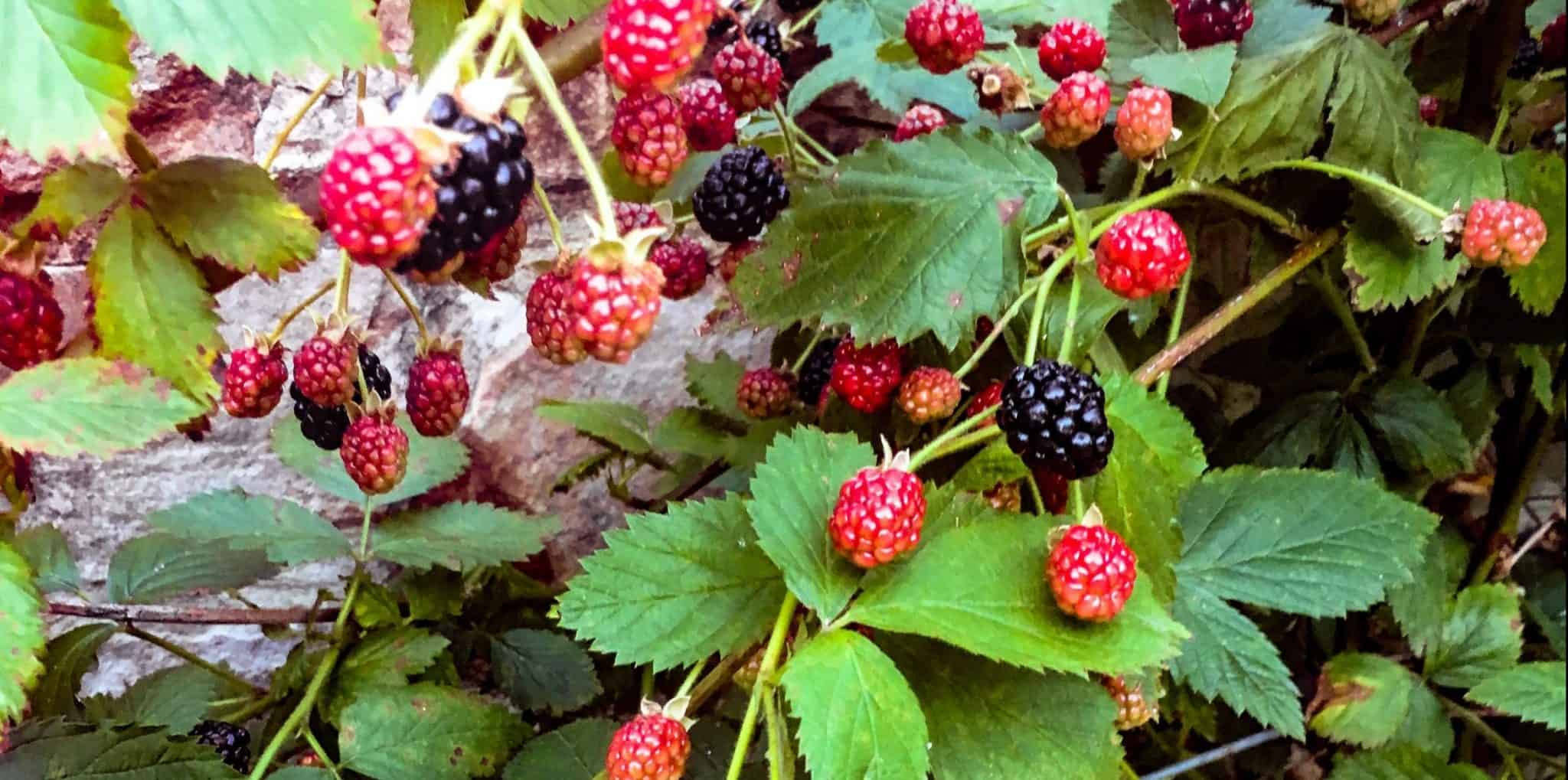 10 Plants for PoorlyDrained Soils