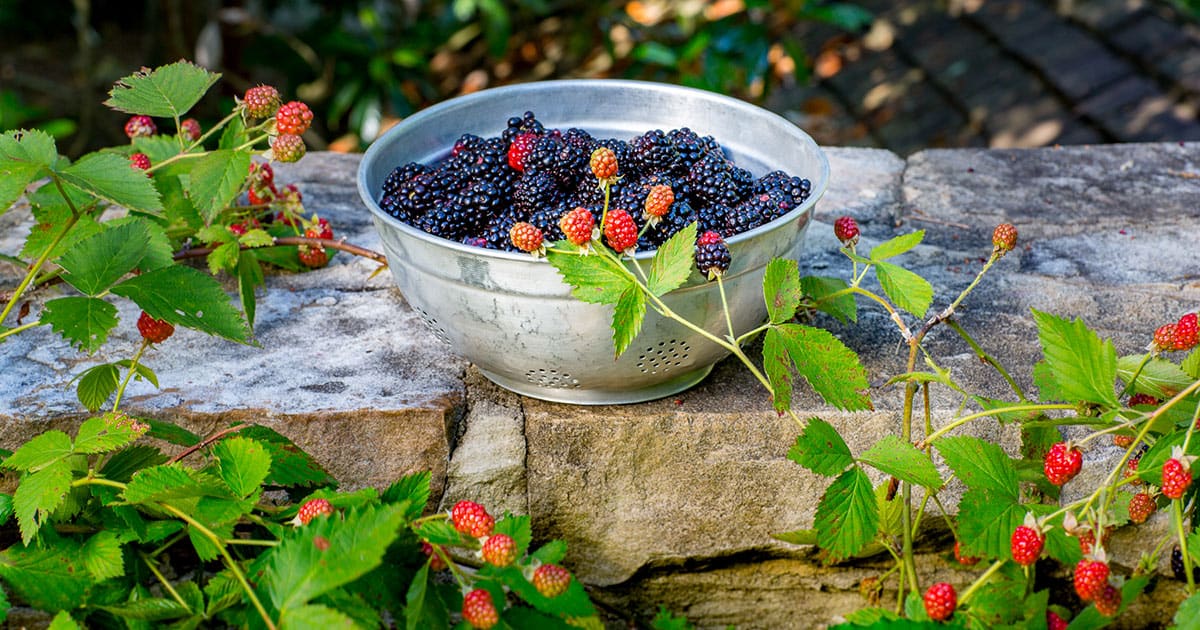 Galvanized colander full of Southern Living blackberries sitting on stone wall