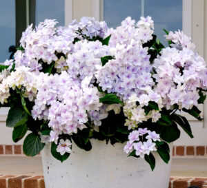Potted hydrangea overflowing with soft blush pink and white blooms on a front porch.