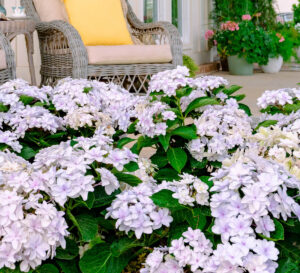 Soft pink and white hydrangeas blooming beside a cozy front porch with wicker seating and colorful container plants.