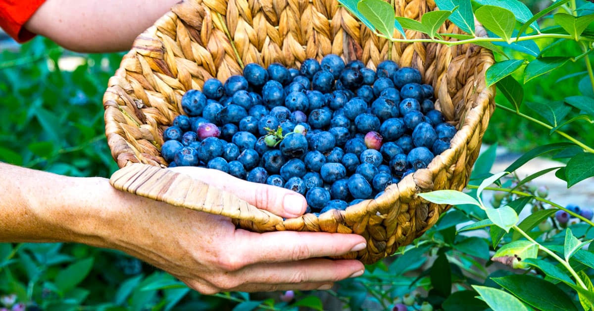 Basket of DownHome Harvest blueberries