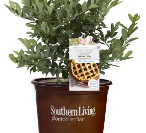 Bless Your Heart Blueberry Shrub in Southern Living Plant Collection brown pot