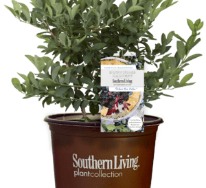 Takes the Cake Blueberry Shrub in Southern Living Plant Collection brown pot