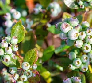 berry bush offers year-round interest even when not full of berries. Its compact dense foliage turns dark red in fall. Fragrant blooms arrive early in spring followed by large amounts of delicious blueberries.
