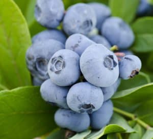Takes the Cake® DownHome Harvest® Blueberry