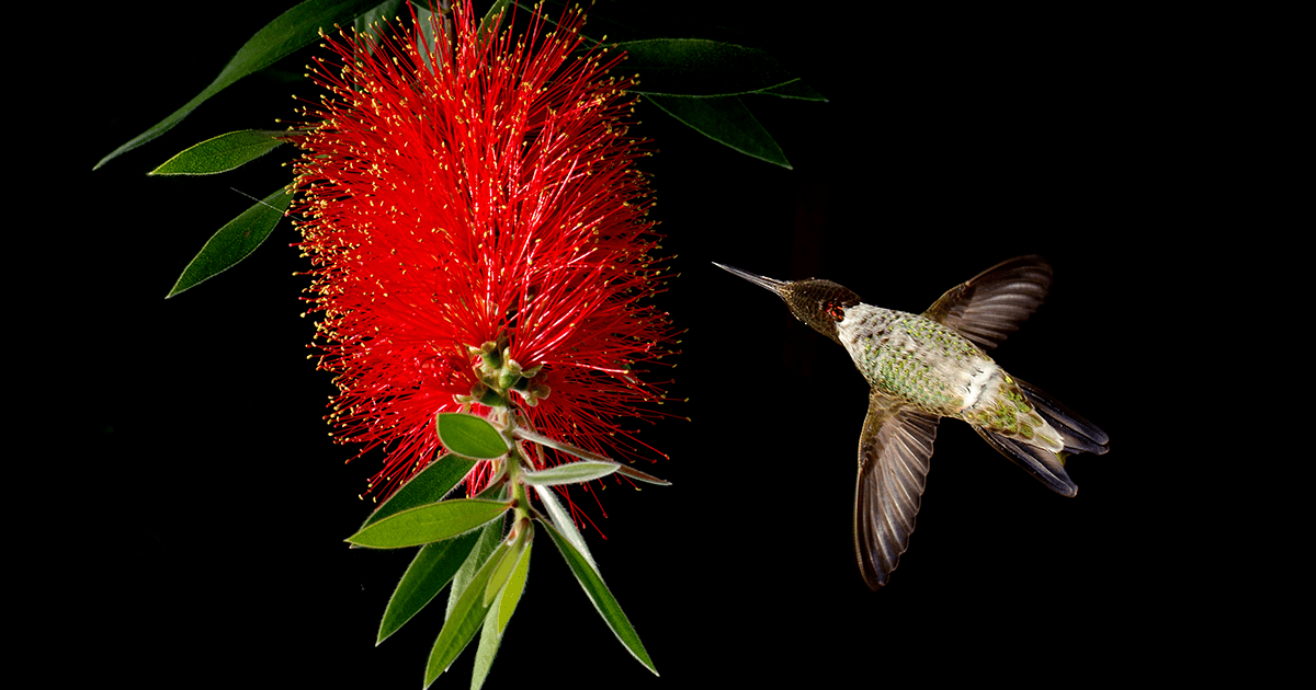 Light Show Red Bottlebrush, fiery red flowers tipped in white with Hummingbird