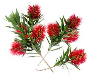 Unique and bright red botttle-brush shaped flowers of Light Show Bottlebrush from Southern Living on a white background