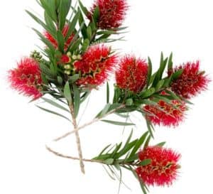 The bright green foliage on habit view of Light Show Bottlebrush from Southern Living Plant Collection