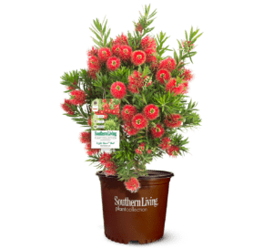Light Show Red Bottlebrush, in Southern Living Plant Collection brown container