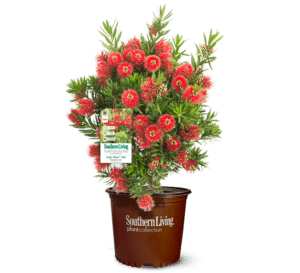 Light Show Red Bottlebrush, in Southern Living Plant Collection brown container