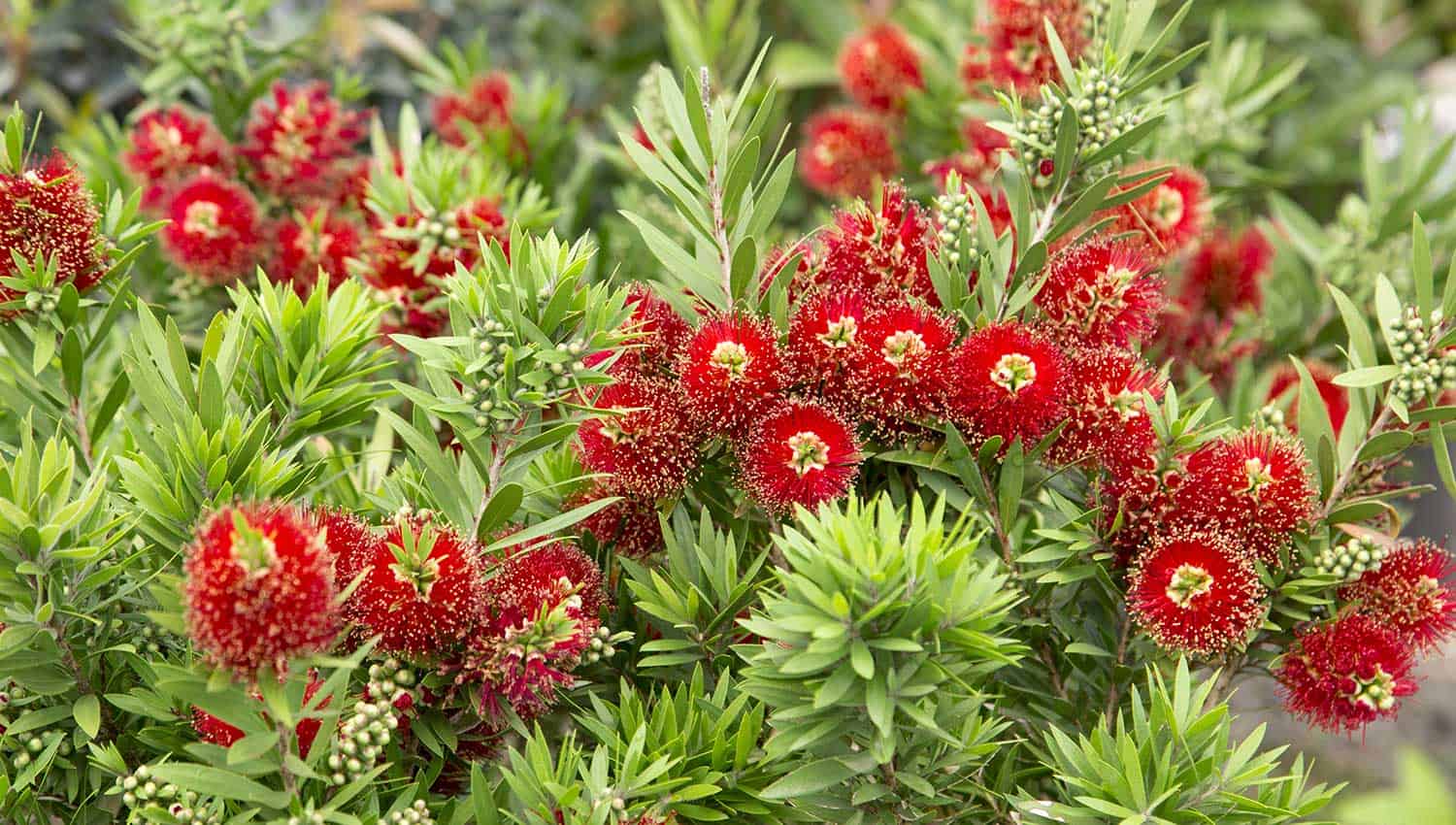 Unique and bright red botttle-brush shaped flowers of Light Show Bottlebrush from Southern Living