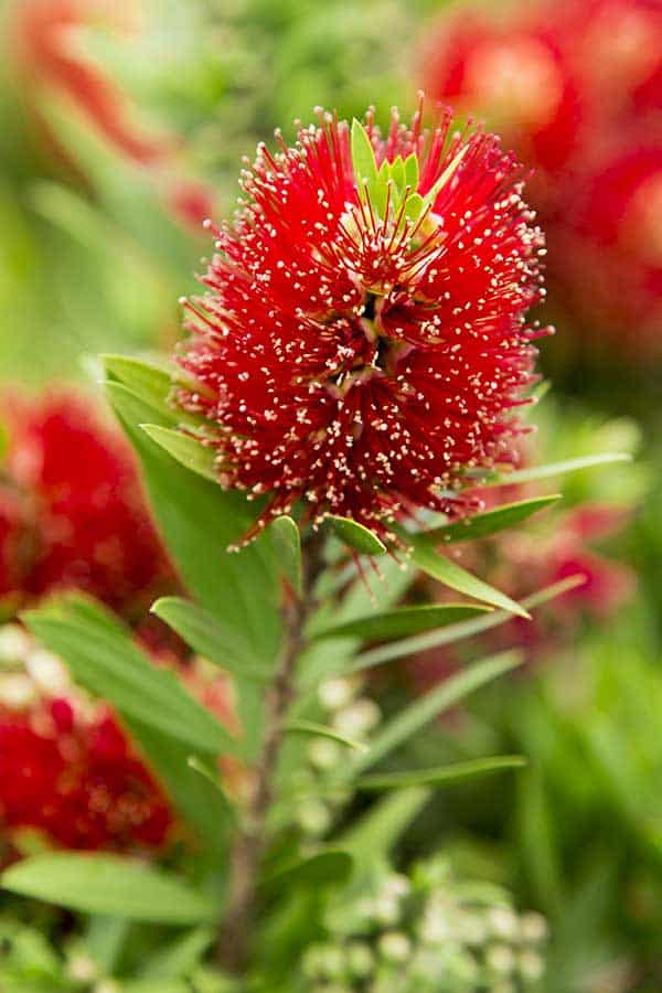 Light Show® Red Bottlebrush - Southern Living Plants