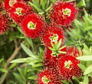 Unique and bright red botttle-brush shaped flowers of Light Show Bottlebrush from Southern Living