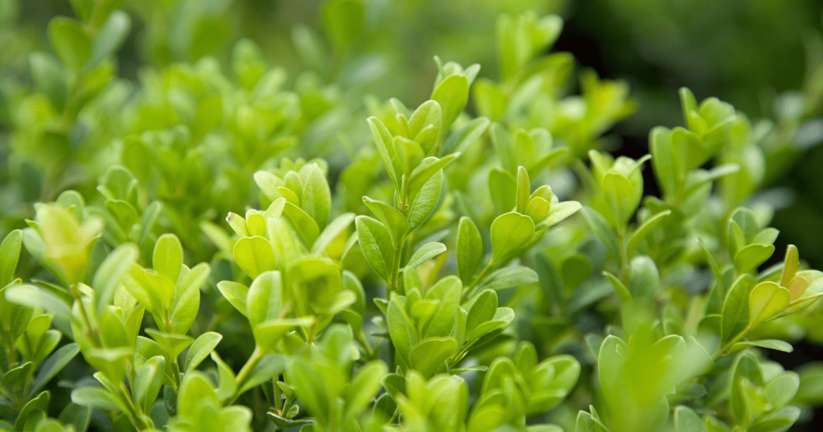 Close-up of vibrant green boxwood foliage with dense small leaves, showcasing healthy evergreen texture for hedges and landscape design