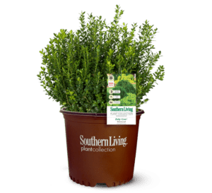 Baby Gem Boxwood in brown Southern Living Pot