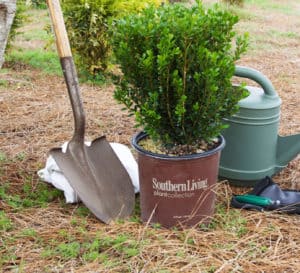 Southern Living baby gem boxwood care
