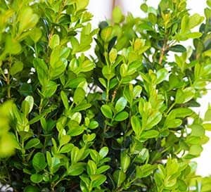 Close-up on the tiny green leaves of Winterstar Boxwood