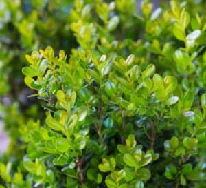 Tiny green leaves in close-up view of Winterstar Boxwood