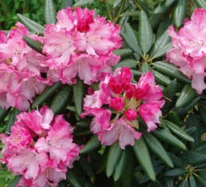 Southgate Brandi rhododendron, light pink flowers with dark green leaves