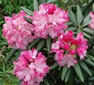 Southgate Brandi rhododendron, light pink flowers with dark green leaves